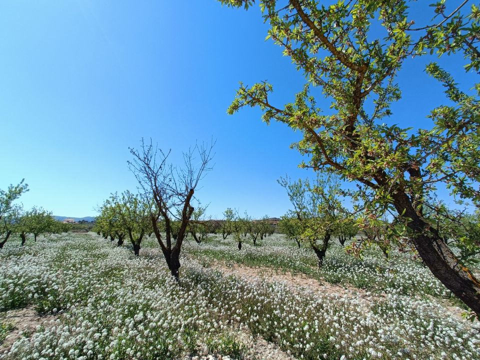 Villa i Pinoso, Alicante - foto 5