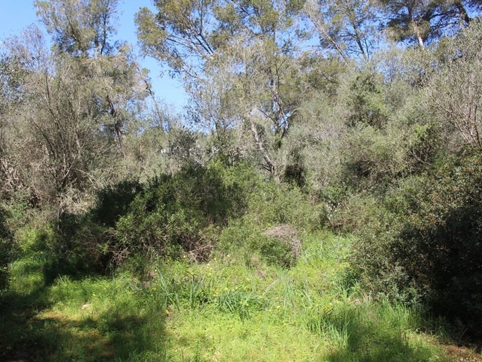 Helårsgrund i Cala Murada, Mallorca - foto 1