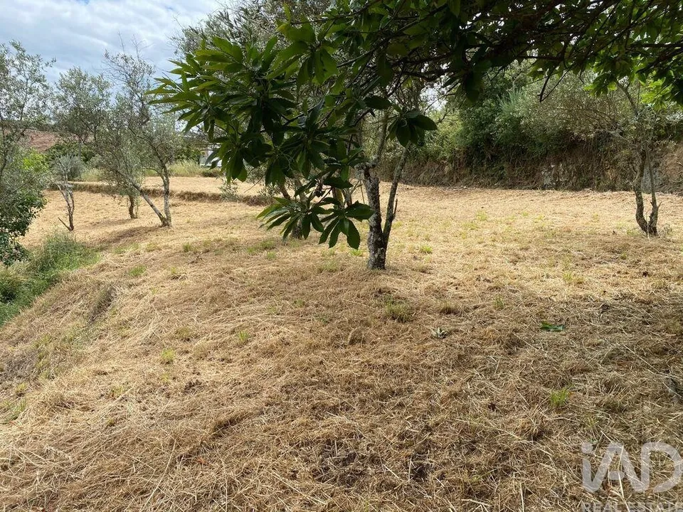 Fattoria Covilha, Castelo Branco - foto 2