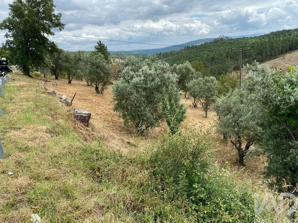 Fattoria Covilha, Castelo Branco - foto 3