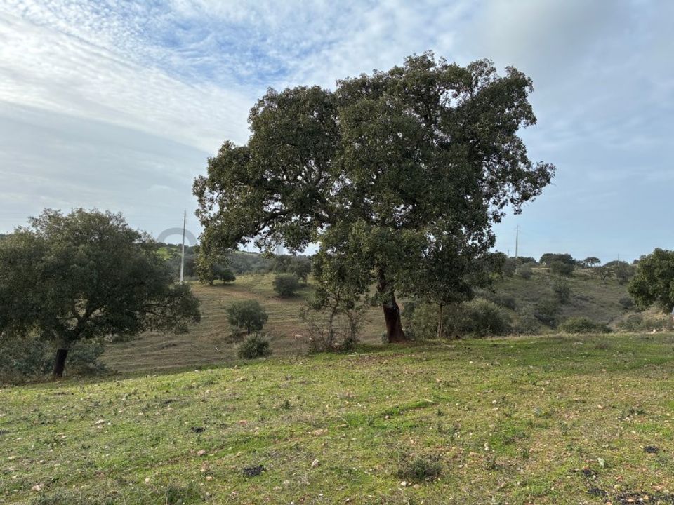 Farm i Vila Nova de Sao Bento e Vale de Vargo, Beja - foto 4