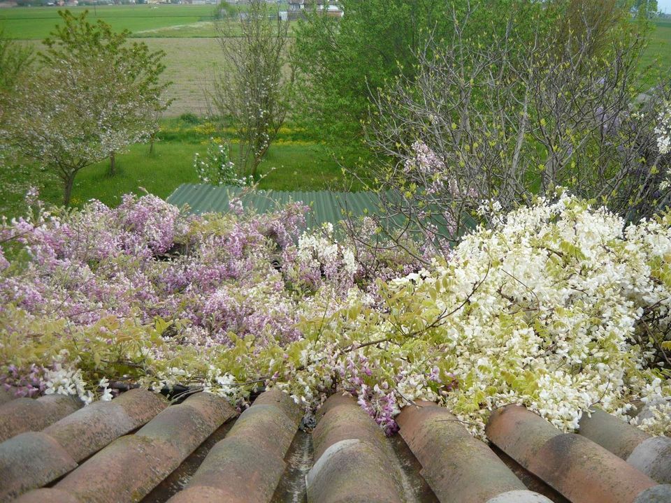 Villa i Soragna, Parma - foto 3