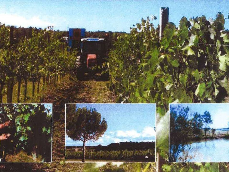 Grond in Castiglione del Lago, Perugia - foto 2