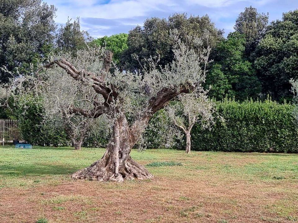 Villa i Castagneto Carducci, Livorno - foto 3