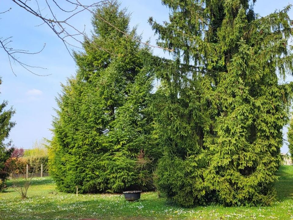 Tomt i Beauce-la-Romaine, Loir-et-Cher - bilde 1