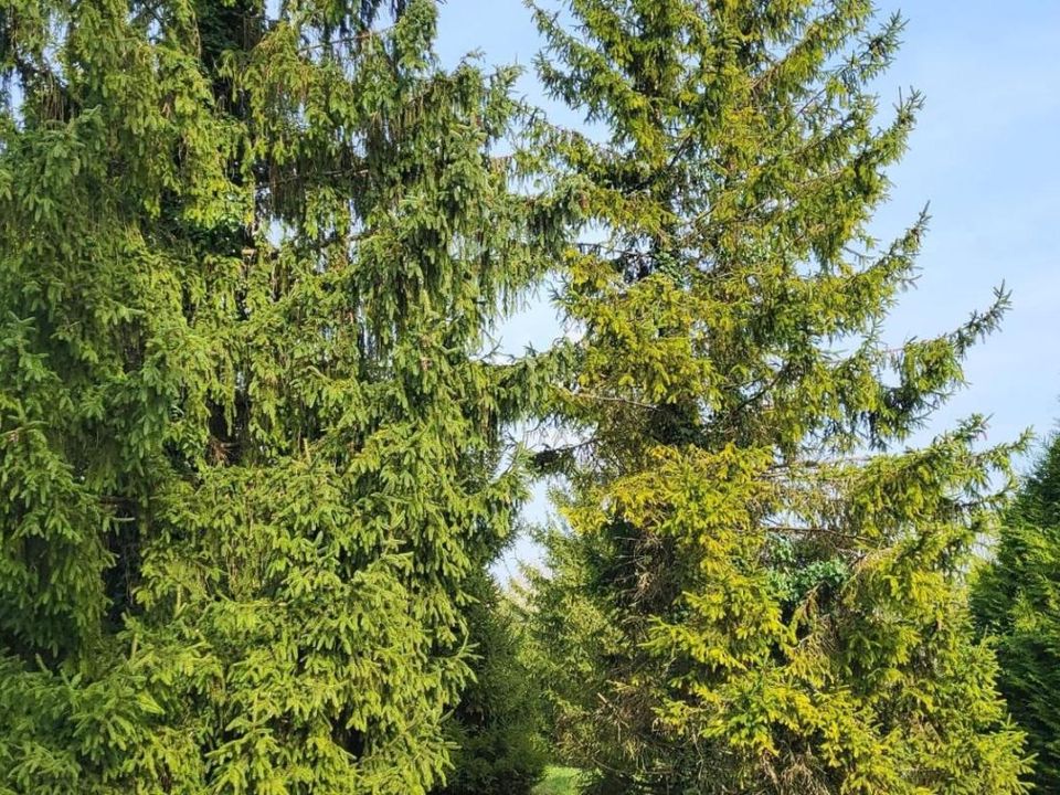 Tomt i Beauce-la-Romaine, Loir-et-Cher - bilde 3