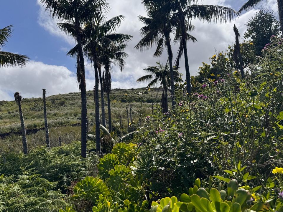 Helårsgrund i El Sauzal, Tenerife - foto 4