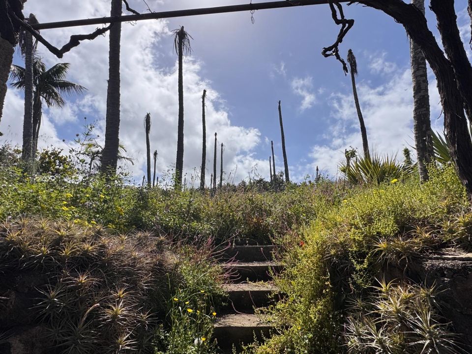 Helårsgrund i El Sauzal, Tenerife - foto 5