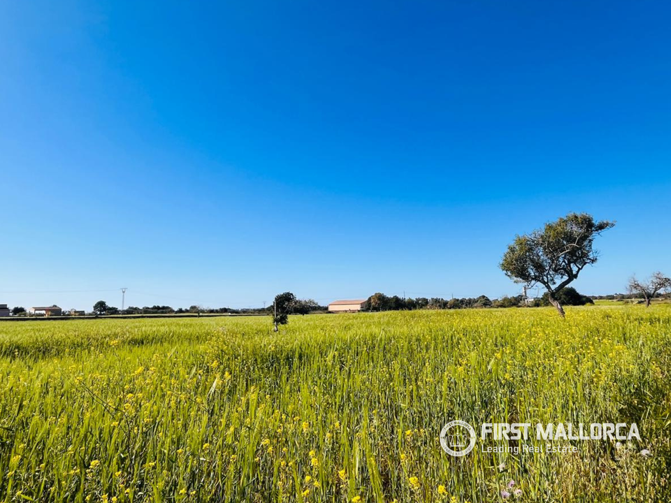 Helårsgrund i S'Horta (Felanitx), Mallorca - foto 1