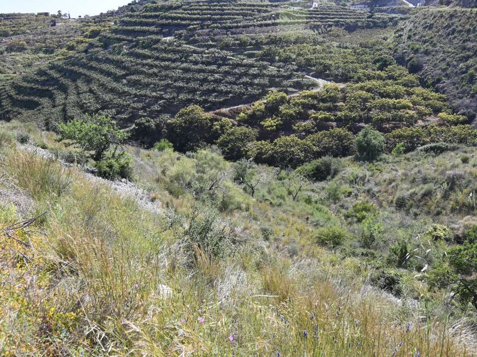 Helårsgrund i Salobrena, Granada - foto 5