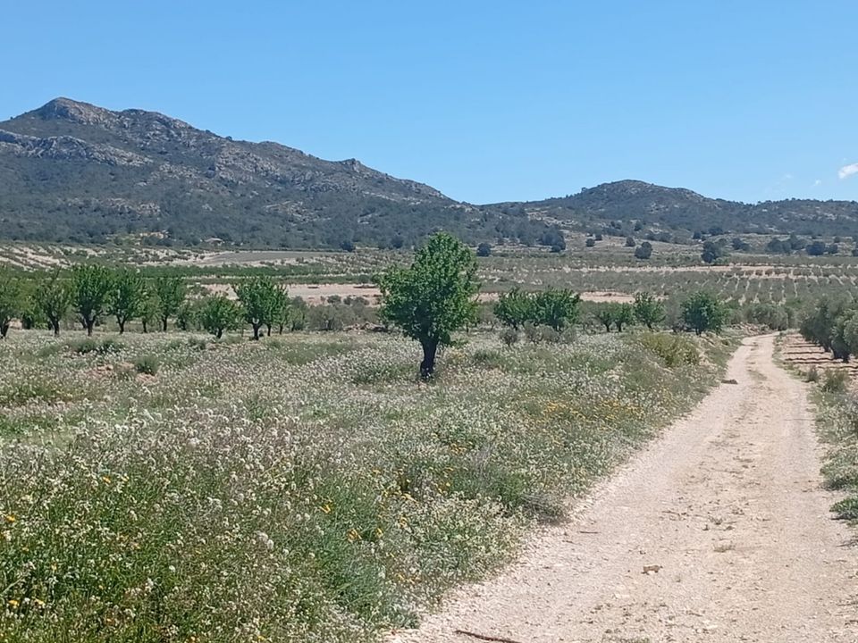 Tomt i Salinas, Alicante - bilde 3