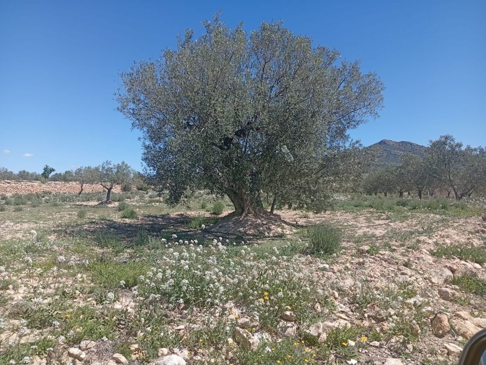 Tomt i Salinas, Alicante - bilde 5