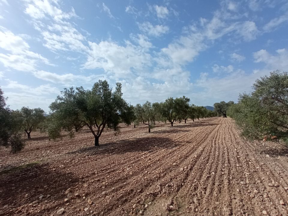 Helårsgrund i Salinas, Alicante - foto 2