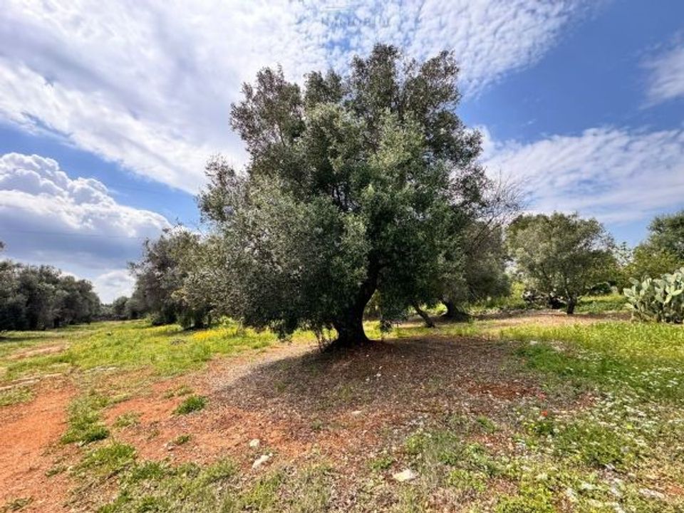 Helårsgrund i Carovigno, Brindisi - foto 5