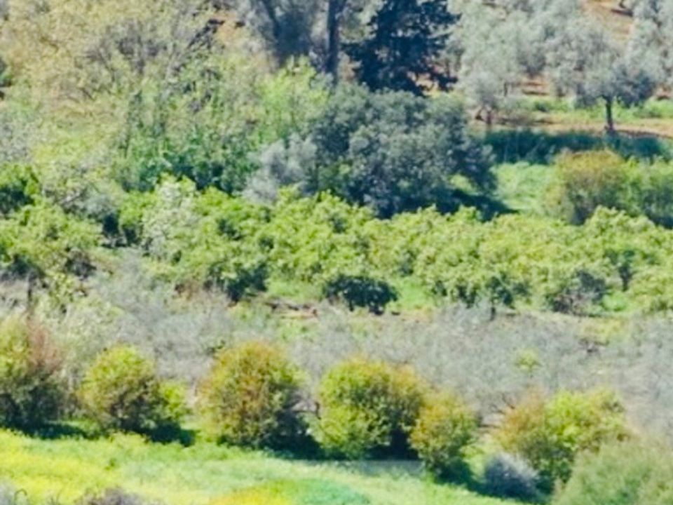 Finca i Coin, Malaga - foto 5