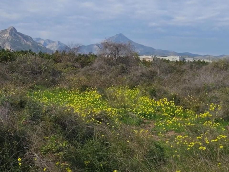 Helårsgrund i Gandia, Valencia - foto 1