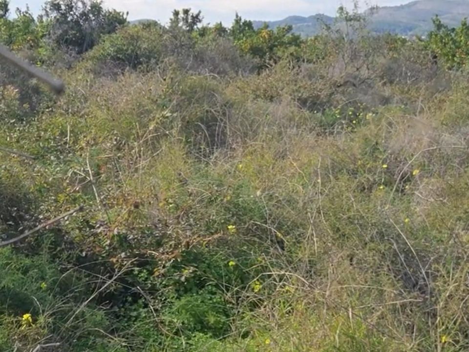 Helårsgrund i Gandia, Valencia - foto 3