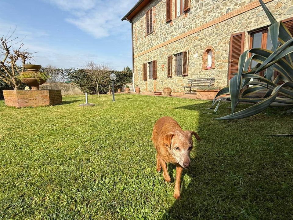 Farm hus i Buggiano, Pistoia - foto 1