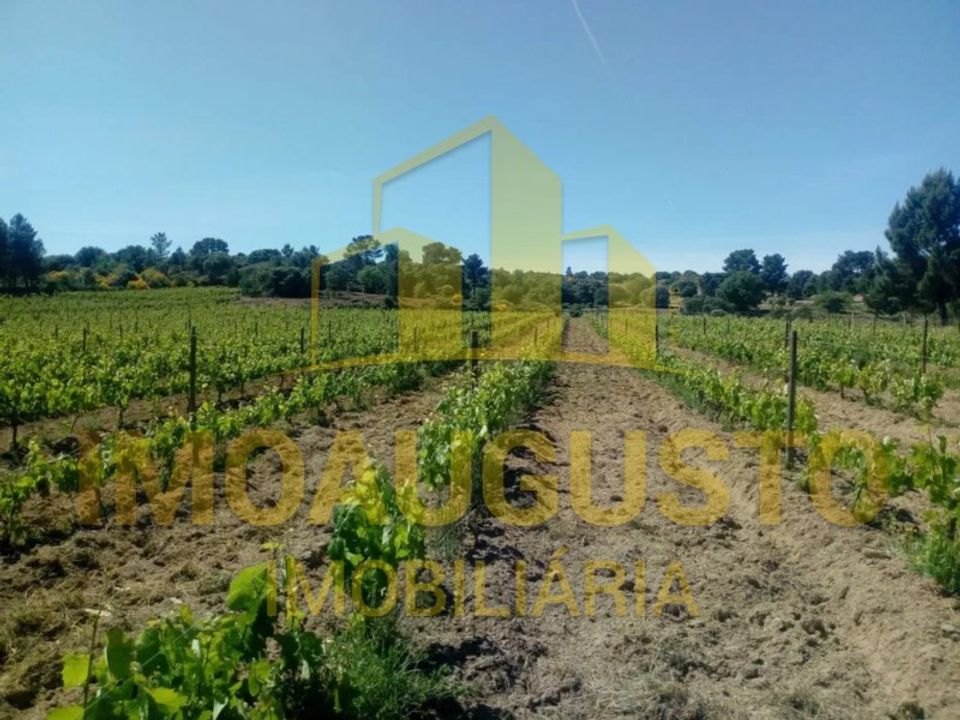 Farm i Celorico da Beira, Guarda - foto 4