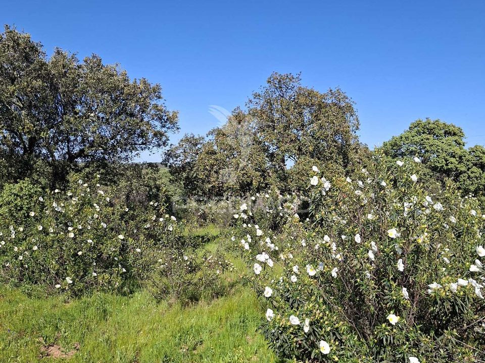 Helårsgrund i Alandroal, Evora - foto 1