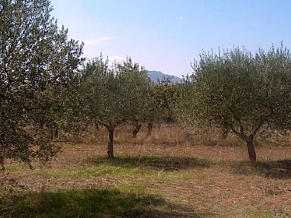 Helårsgrund i Teresa De Cofrentes, Valencia - foto 1