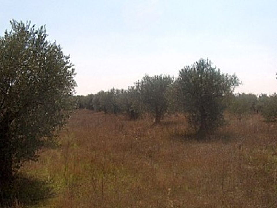 Helårsgrund i Teresa De Cofrentes, Valencia - foto 2