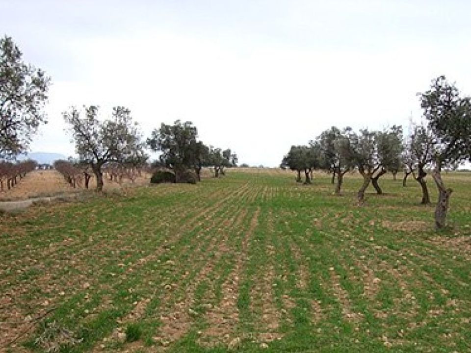 Helårsgrund i Zarra, Valencia - foto 2