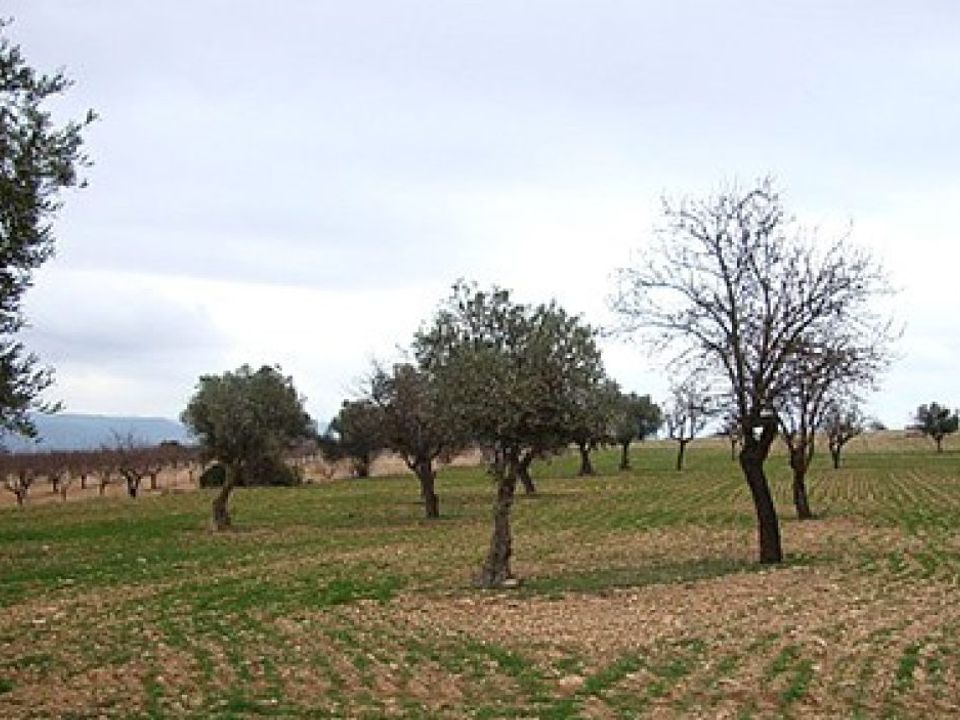 Helårsgrund i Zarra, Valencia - foto 3
