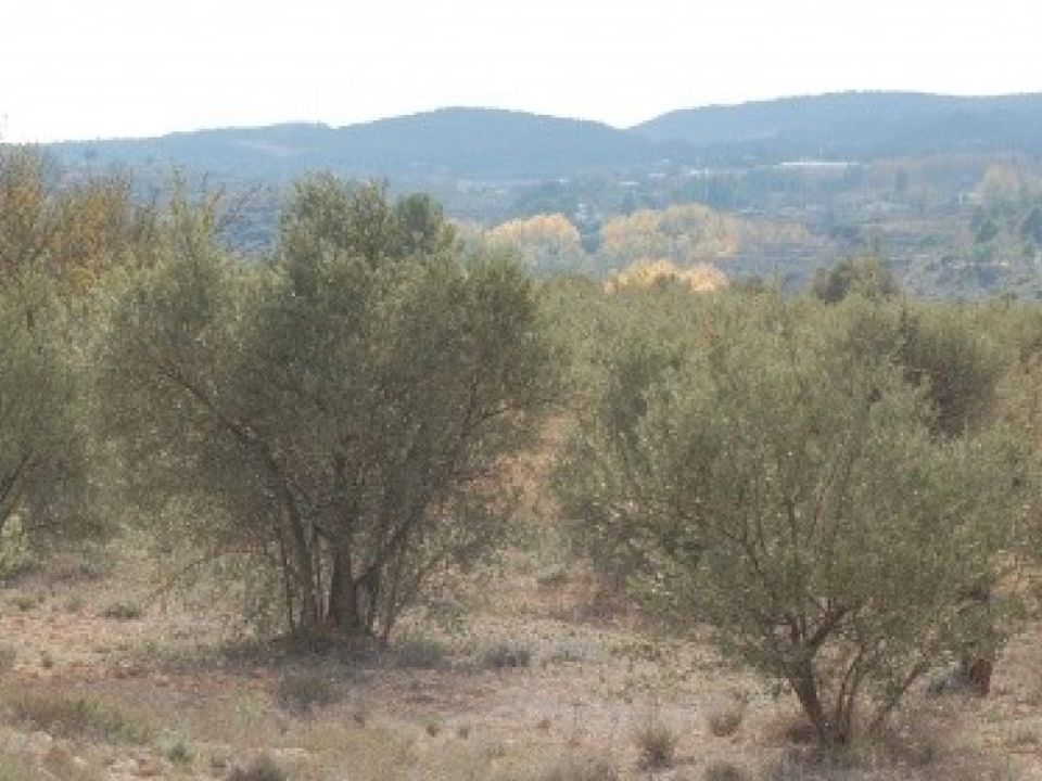 Helårsgrund i Teresa De Cofrentes, Valencia - foto 2