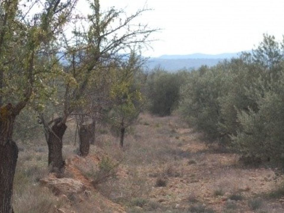 Helårsgrund i Teresa De Cofrentes, Valencia - foto 3