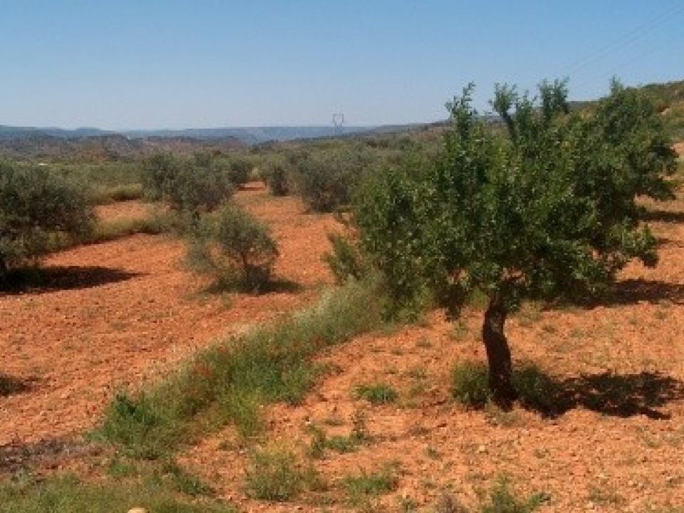 Helårsgrund i Teresa De Cofrentes, Valencia - foto 2