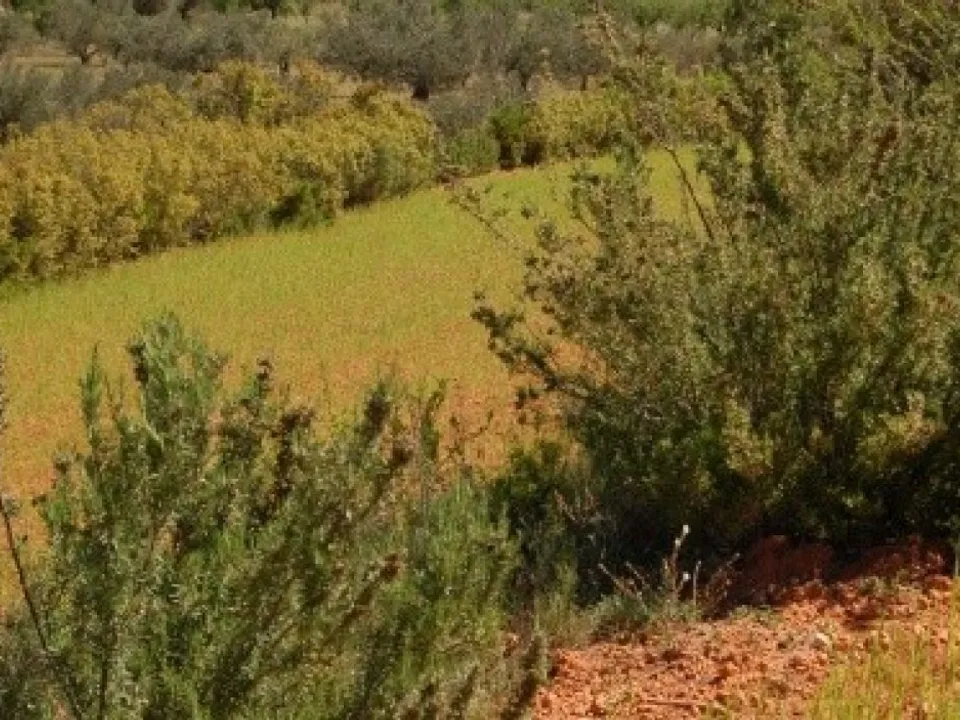 Helårsgrund i Teresa De Cofrentes, Valencia - foto 3