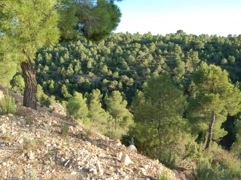 Helårsgrund i Teresa De Cofrentes, Valencia - foto 4