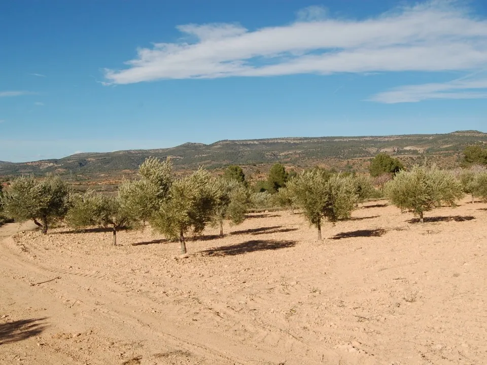 Helårsgrund i Teresa De Cofrentes, Valencia - foto 3