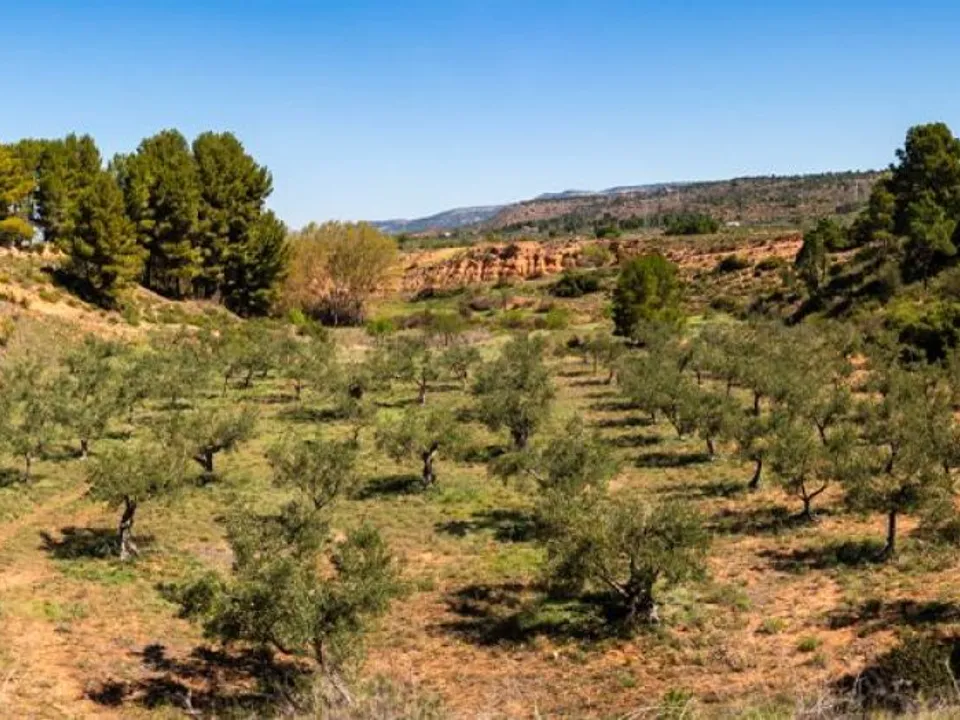 Helårsgrund i Ayora, Valencia - foto 4