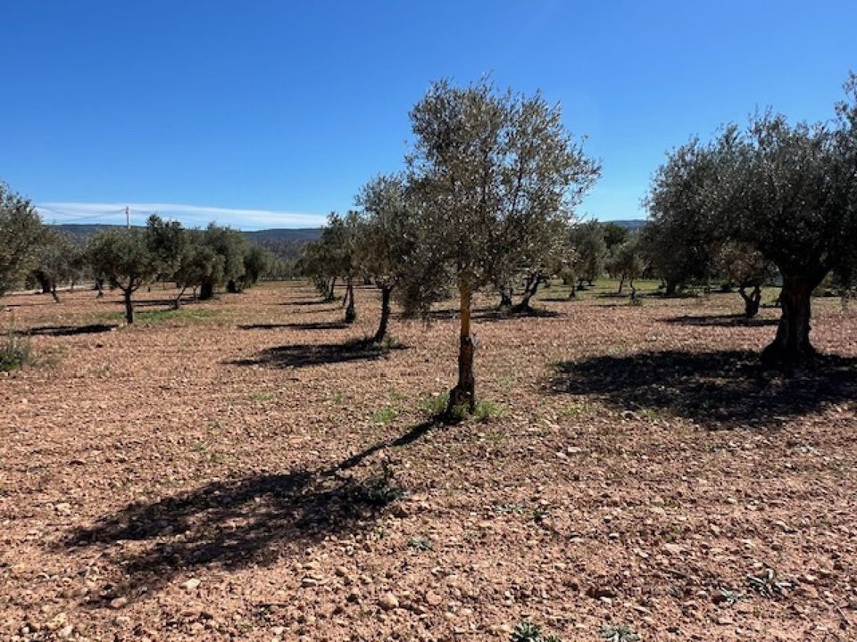 Finca i Ayora, Valencia - foto 4