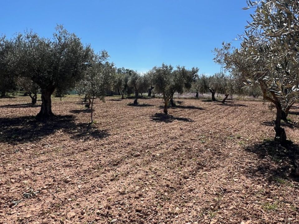 Finca i Ayora, Valencia - foto 5