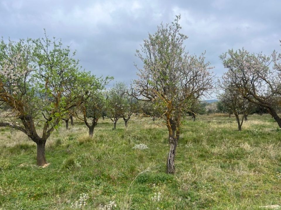 Finca i Jarafuel, Valencia - foto 3