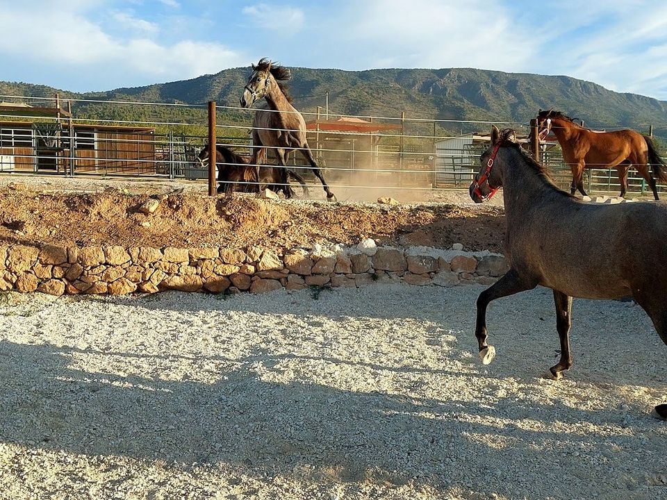 Villa i Pinoso, Alicante - foto 4