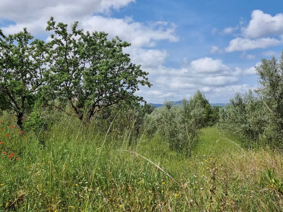 Finca i Tivissa, Tarragona - bilde 4