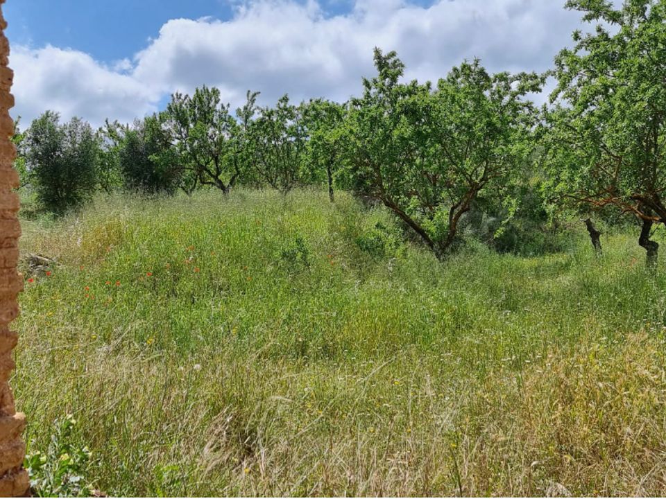 Finca i Tivissa, Tarragona - bilde 3