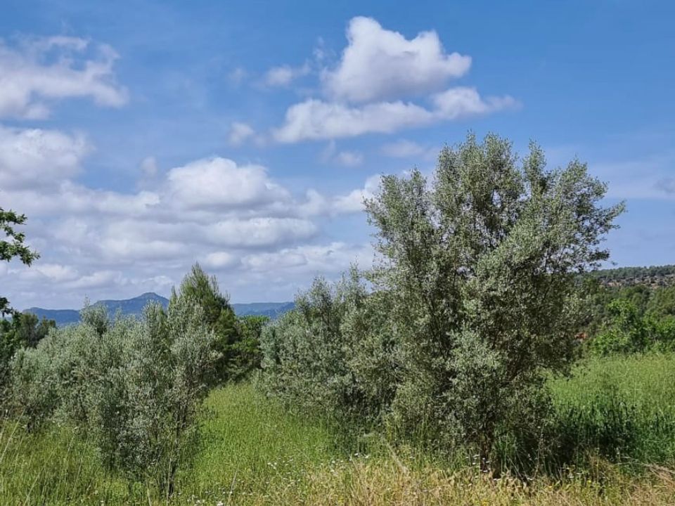 Finca i Tivissa, Tarragona - bilde 5
