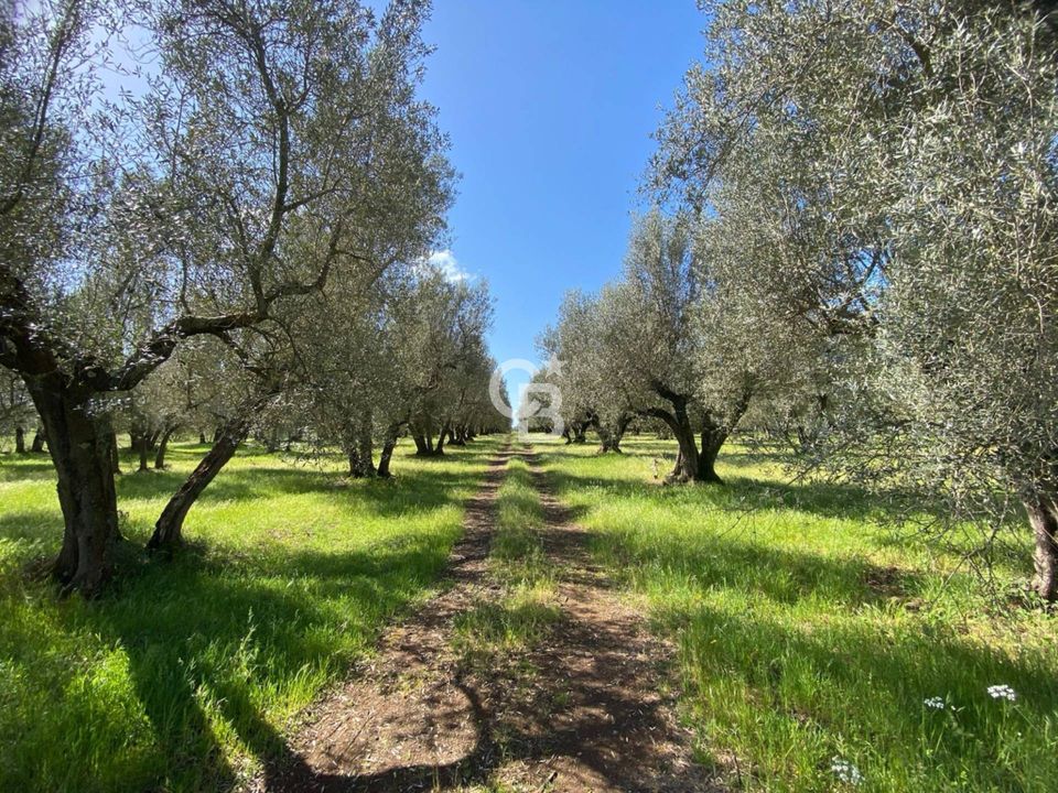 Helårsgrund i Vetralla, Viterbo - foto 4