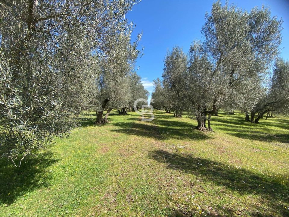 Helårsgrund i Vetralla, Viterbo - foto 5
