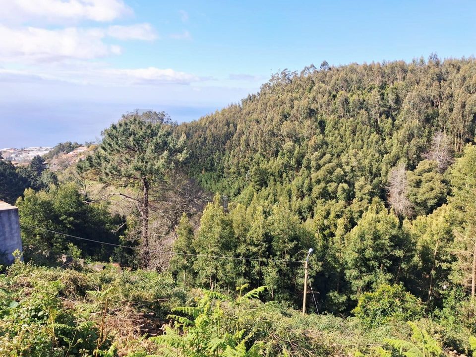 Helårsgrund i Santa Cruz, Madeira - foto 5