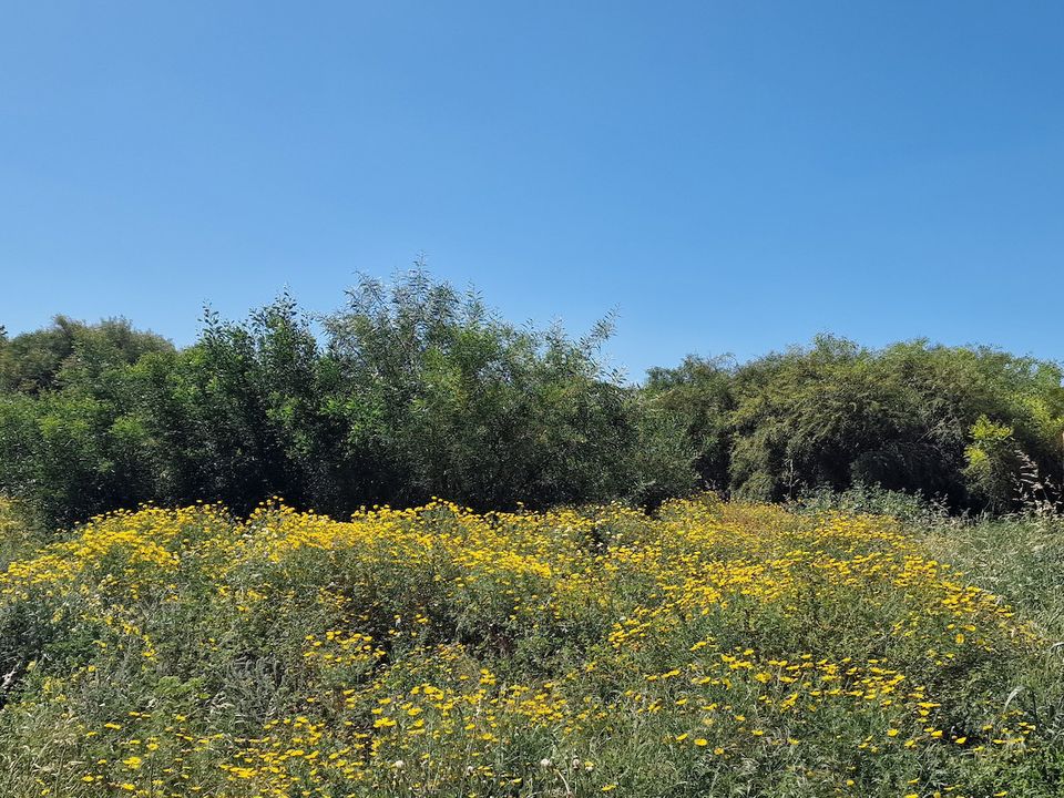 Helårsgrund i Torrevieja, Alicante - foto 4