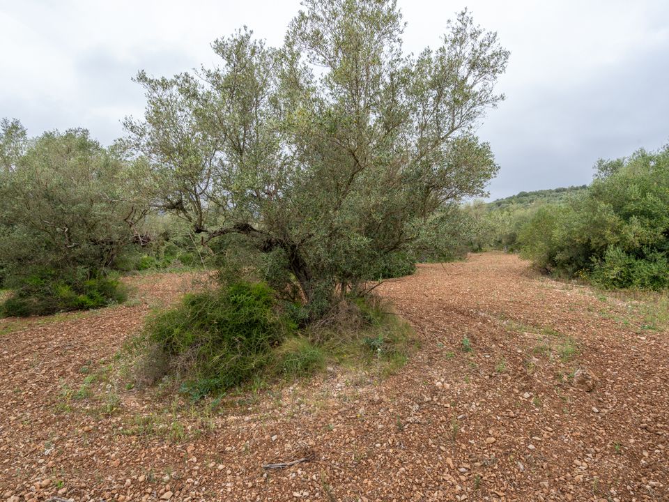 Finca en Mas De Barberans, Tarragona - foto 1
