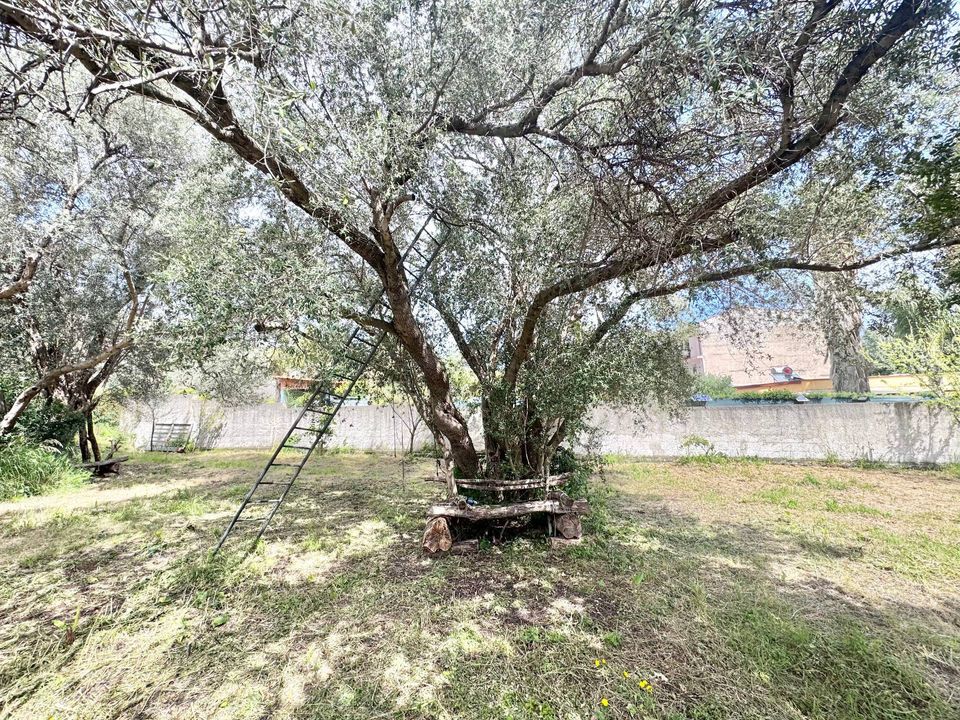 Helårsgrund i Palermo, Palermo - foto 2