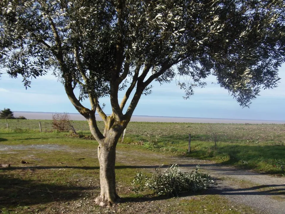 Villa i Chenac-Saint-Seurin-D'Uzet, Charente-Maritime - foto 4