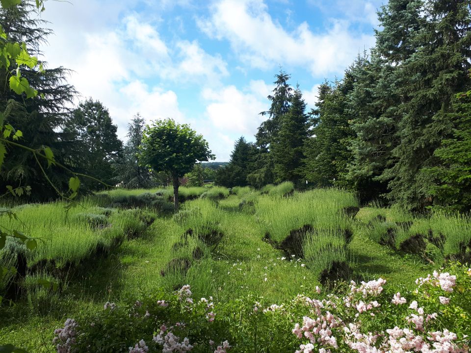 Villa i Ciran, Indre-et-Loire - foto 5